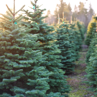 Selection of Christmas Trees