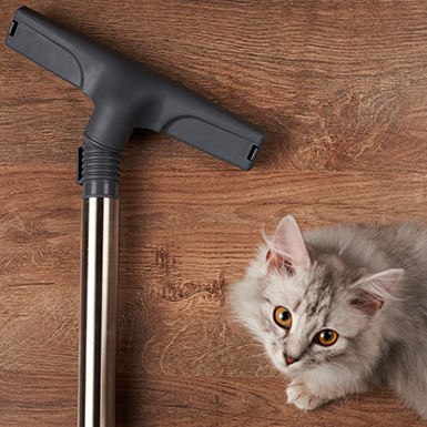Cat with Vacuum