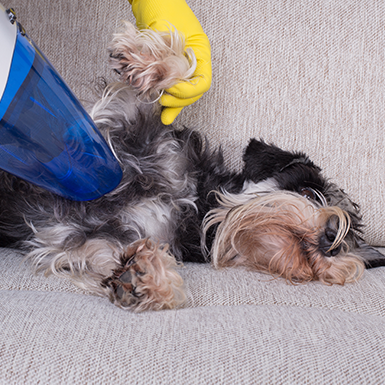 Dog enjoying being vacuumed