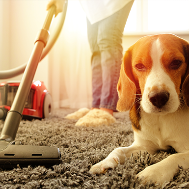 Dog with Vacuum Cleaner