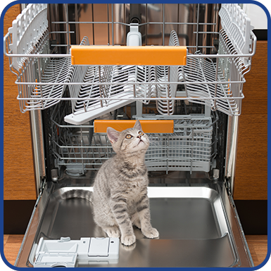 Kitten in a dishwasher