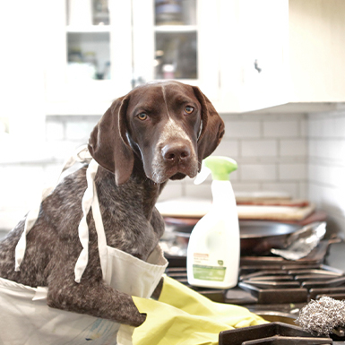 Dog cleaning a hob