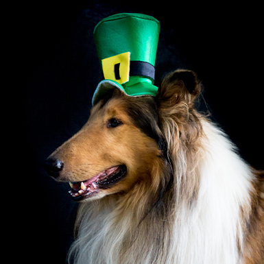 Dog with St. Partick's day hat
