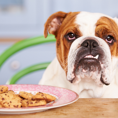 A dog sits in front of a plate of biscuits